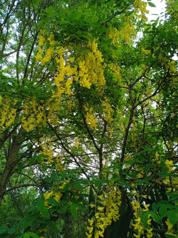 LABURNUM X watereri  'Vossii'  (Cytise) – Image 3