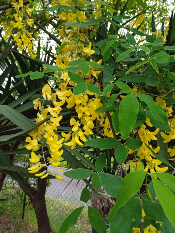 LABURNUM X watereri  'Vossii'  (Cytise) – Image 4