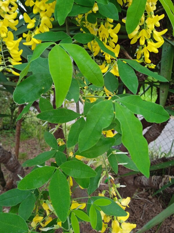 LABURNUM X watereri  'Vossii'  (Cytise) – Image 5