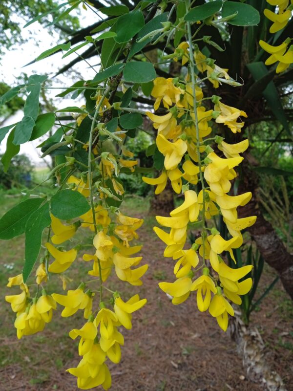LABURNUM X watereri  'Vossii'  (Cytise) – Image 6