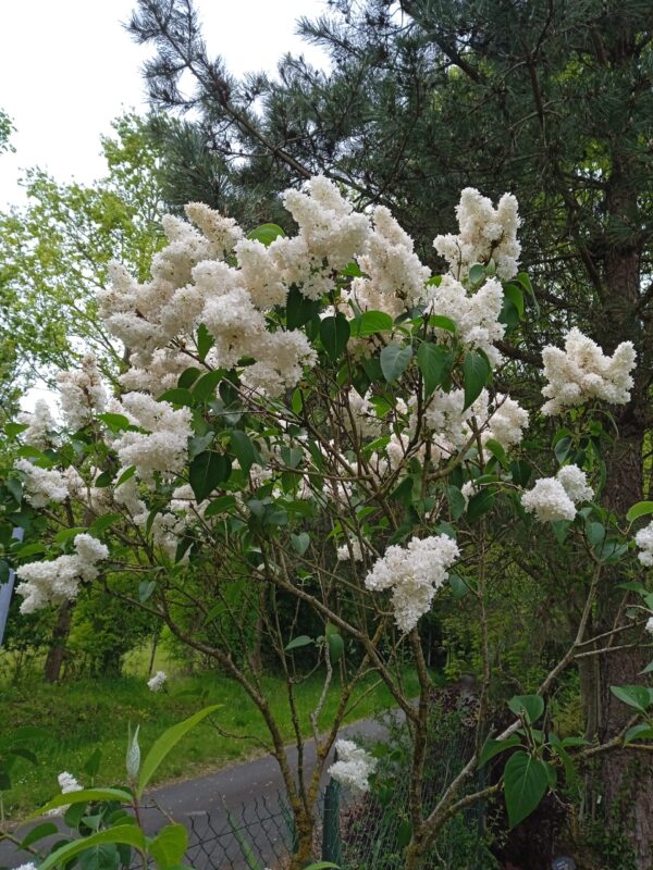SYRINGA vulgaris  (Lilas Rose/mauve, Violet/blanc, Rouge/pourpre, Blanc) – Image 4