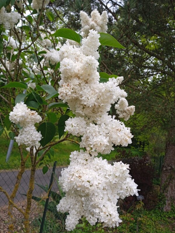 SYRINGA vulgaris  (Lilas Rose/mauve, Violet/blanc, Rouge/pourpre, Blanc) – Image 3
