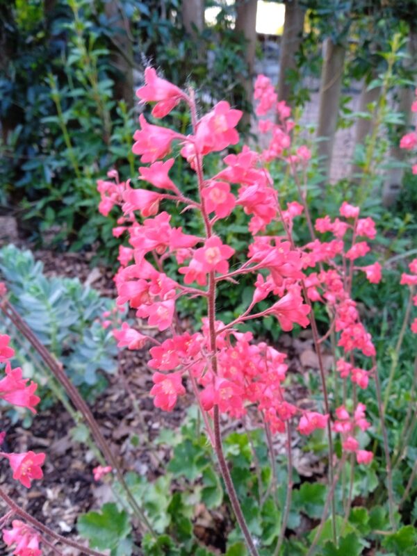 HEUCHERA brizoides 'Pluie de feu' (Heuchère rouge) – Image 3