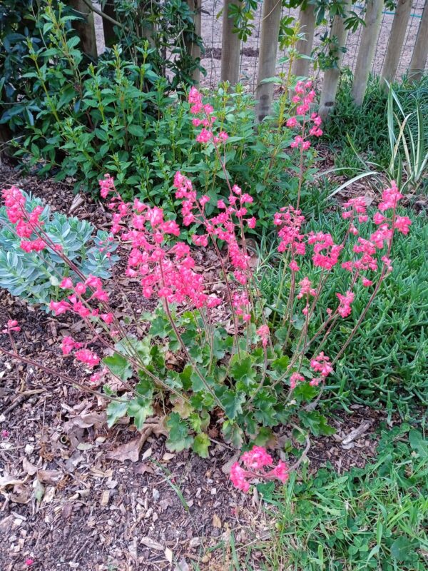 HEUCHERA brizoides 'Pluie de feu' (Heuchère rouge) – Image 2