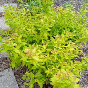 SPIREA japonica 'Goldflame' (Spirée d'été rose, doré)