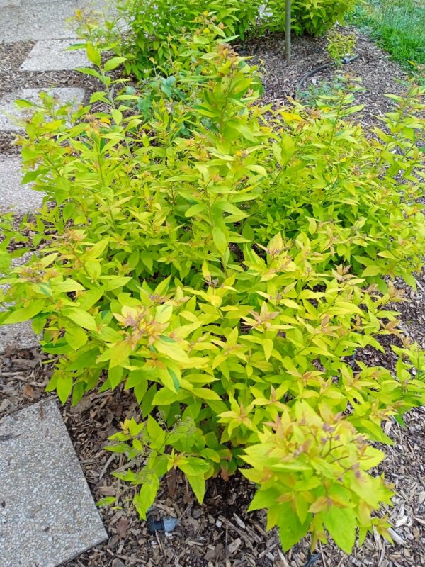 SPIREA japonica 'Goldflame' (Spirée d'été rose, doré)