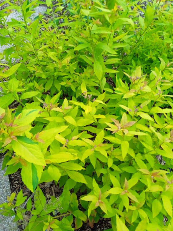 SPIREA japonica 'Goldflame' (Spirée d'été rose, doré) – Image 2