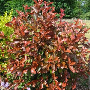 PHOTINIA x fraseri 'Red Robin'
