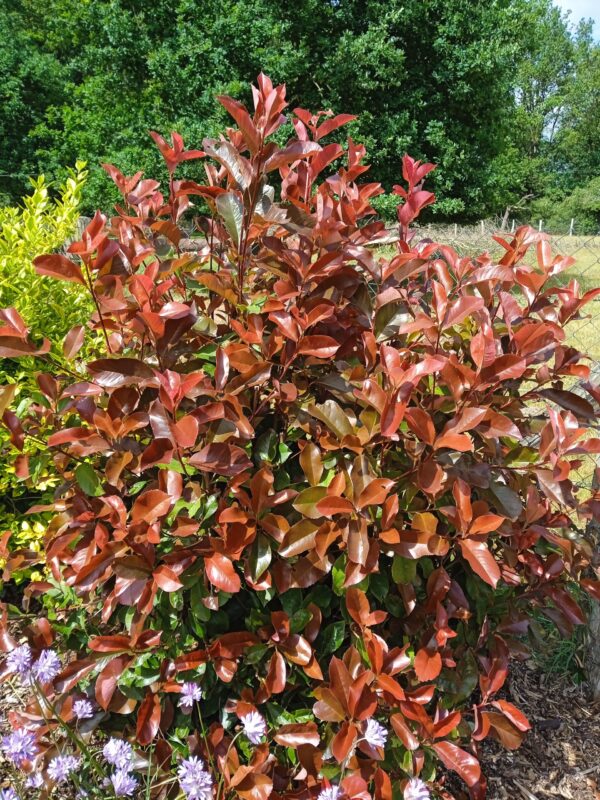 PHOTINIA x fraseri 'Red Robin'