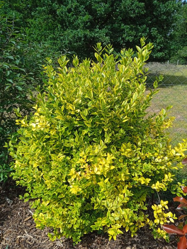 LIGUSTRUM ovalifolium 'Aureum'  (Troëne de Californie panaché) – Image 3