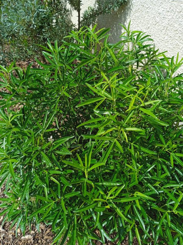 CHOISYA ternata  'Aztec pearl'  (Oranger du Mexique) – Image 2