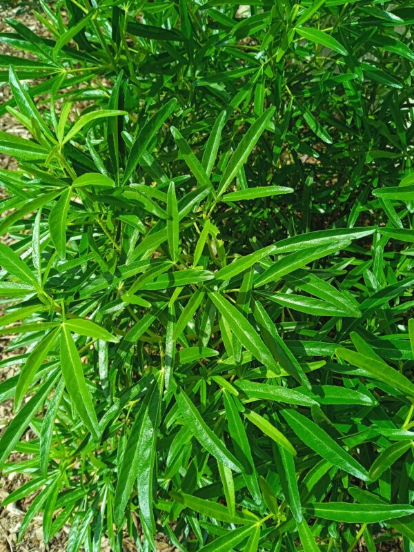 CHOISYA ternata  'Aztec pearl'  (Oranger du Mexique) – Image 3
