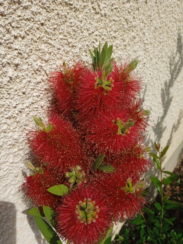 CALLISTEMON laevis  (Rince bouteille) – Image 2