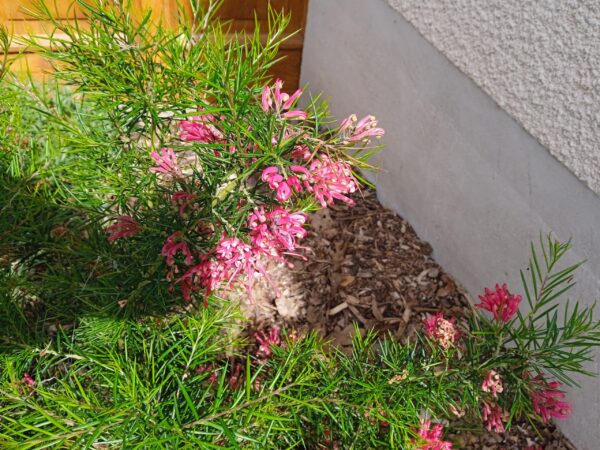 GREVILLEA rosmarinifolia – Image 3