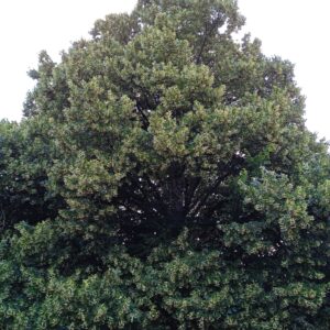 TILIA cordata  (Tilleul des bois)