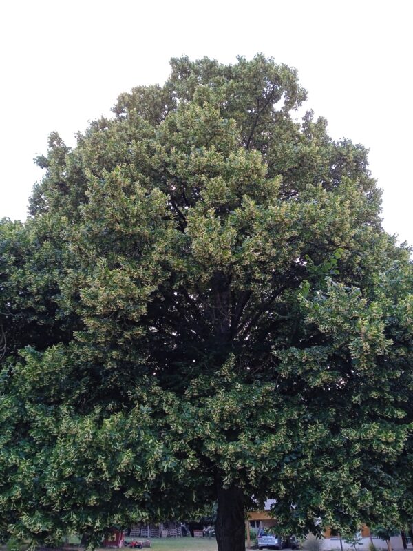 TILIA cordata  (Tilleul des bois)