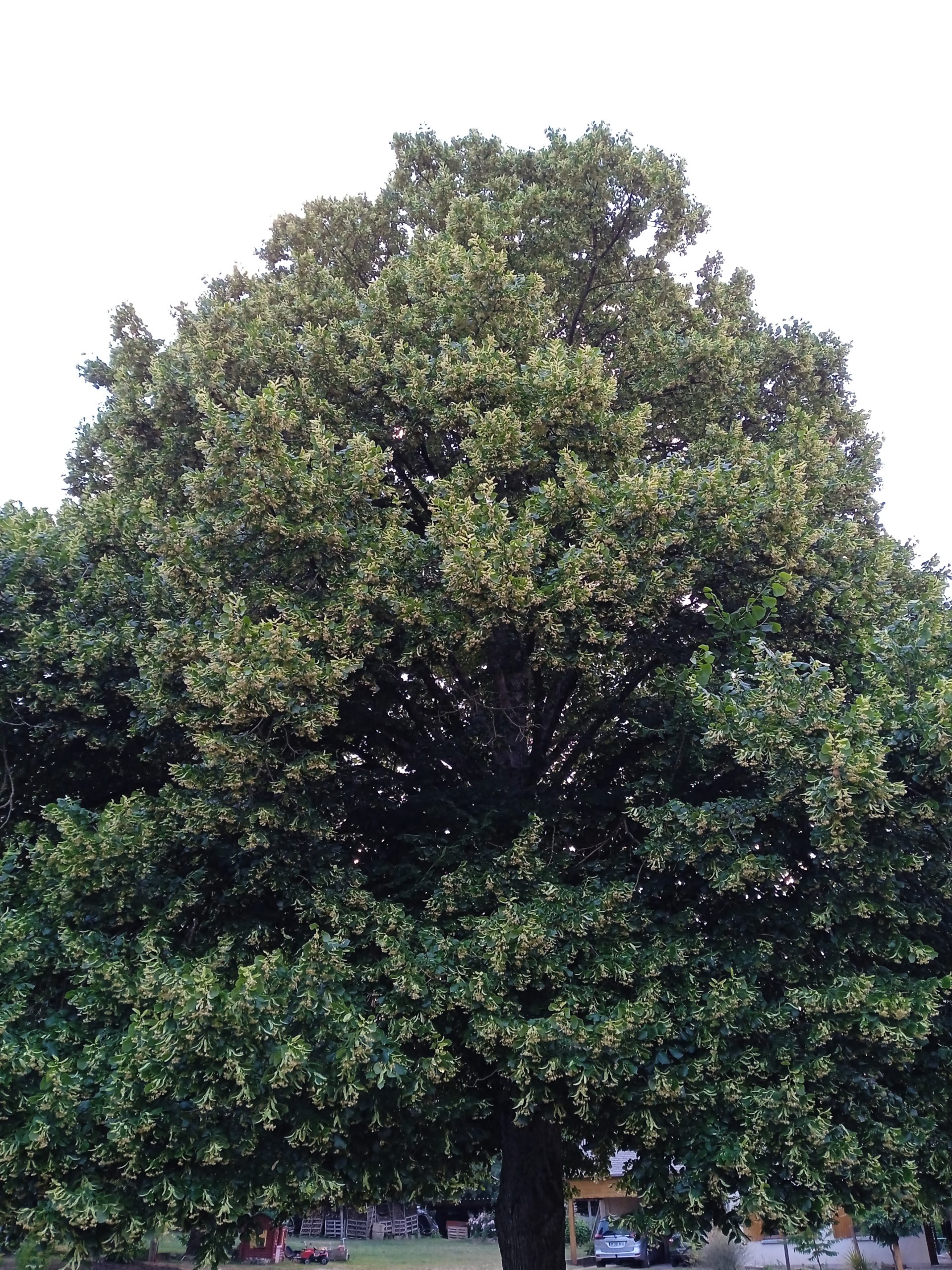 Tilia Cordata / Tilleul Des Bois