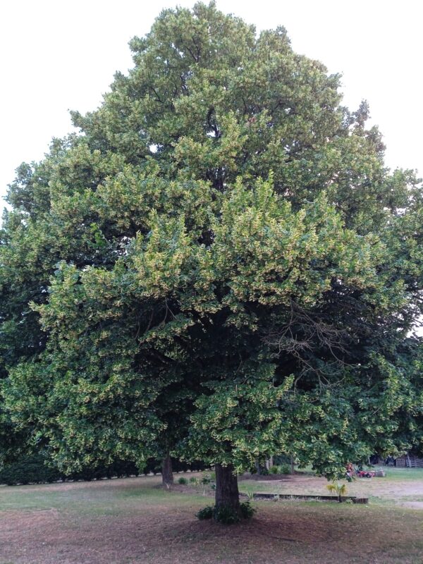 TILIA cordata  (Tilleul des bois) – Image 2