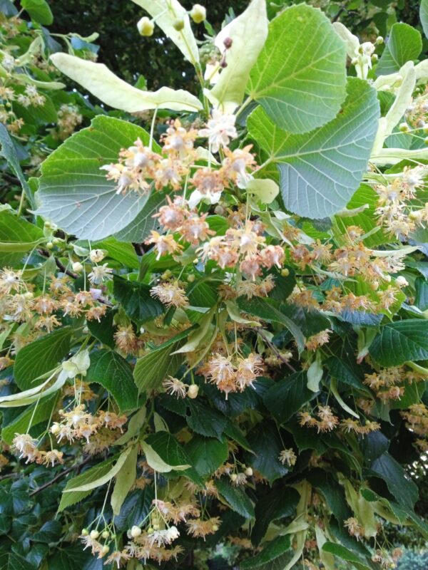 TILIA cordata  (Tilleul des bois) – Image 3