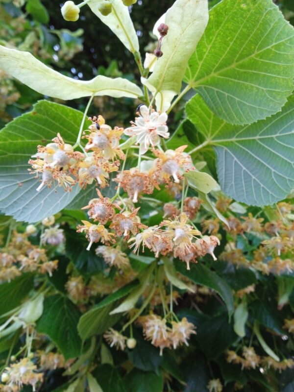 TILIA cordata  (Tilleul des bois) – Image 4