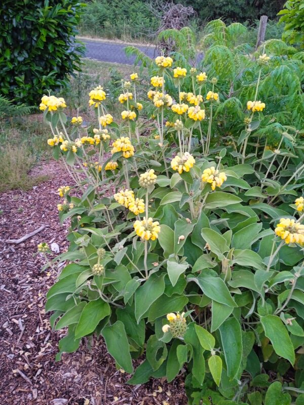 PHLOMIS fruticosa (Sauge de Jérusalem) – Image 5