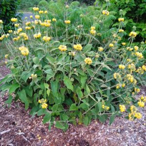 PHLOMIS fruticosa (Sauge de Jérusalem)