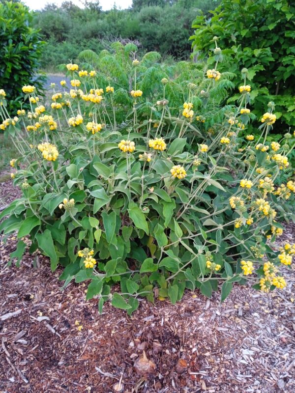 PHLOMIS fruticosa (Sauge de Jérusalem)