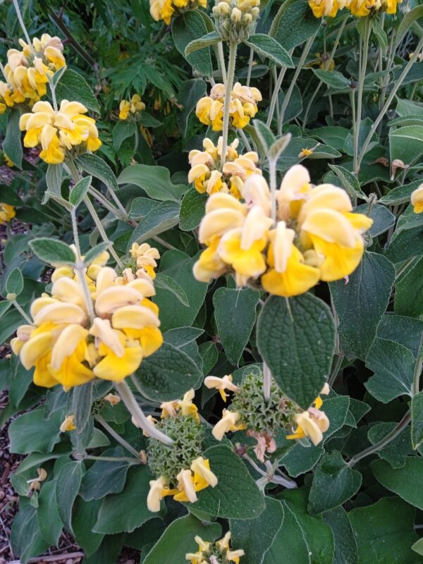 PHLOMIS fruticosa (Sauge de Jérusalem) – Image 7