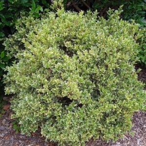 OSMANTHUS heterophyllus  'Variegatus'
