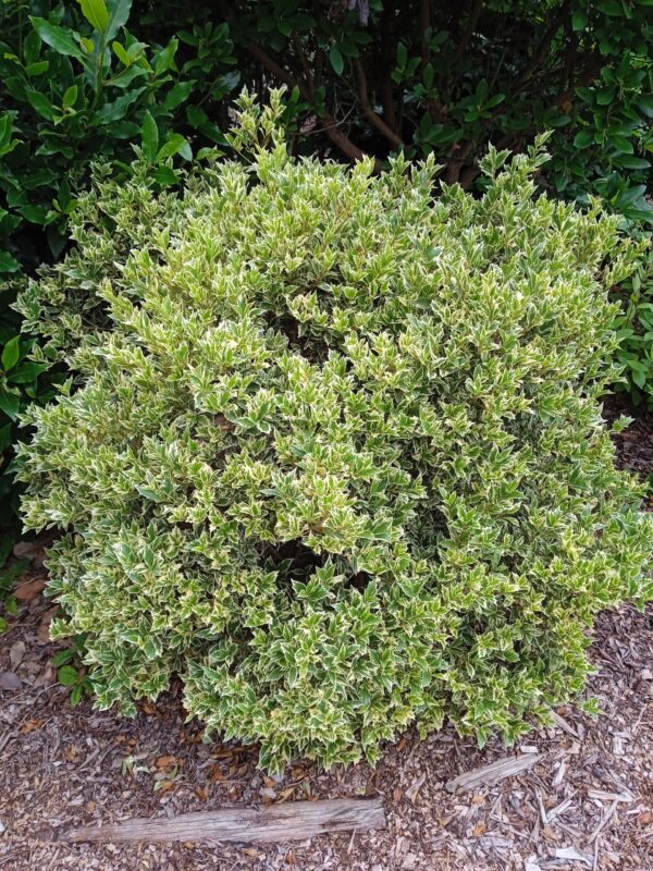 OSMANTHUS heterophyllus  'Variegatus'