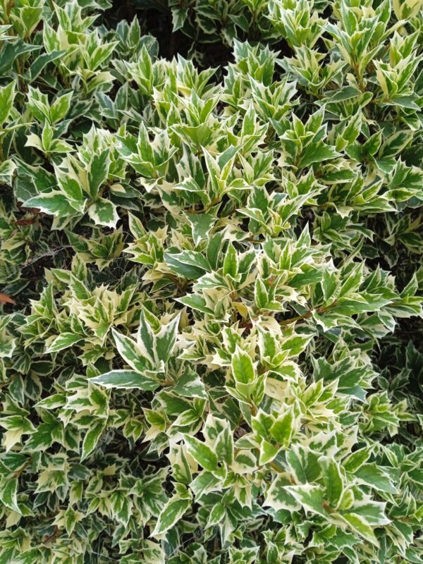 OSMANTHUS heterophyllus  'Variegatus' – Image 2