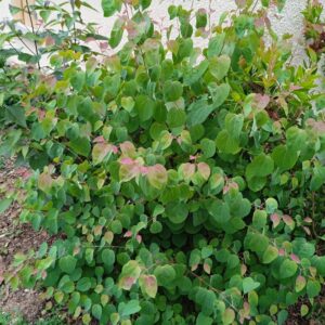 CERCIDIPHYLLUM japonicum  (Arbre caramel)