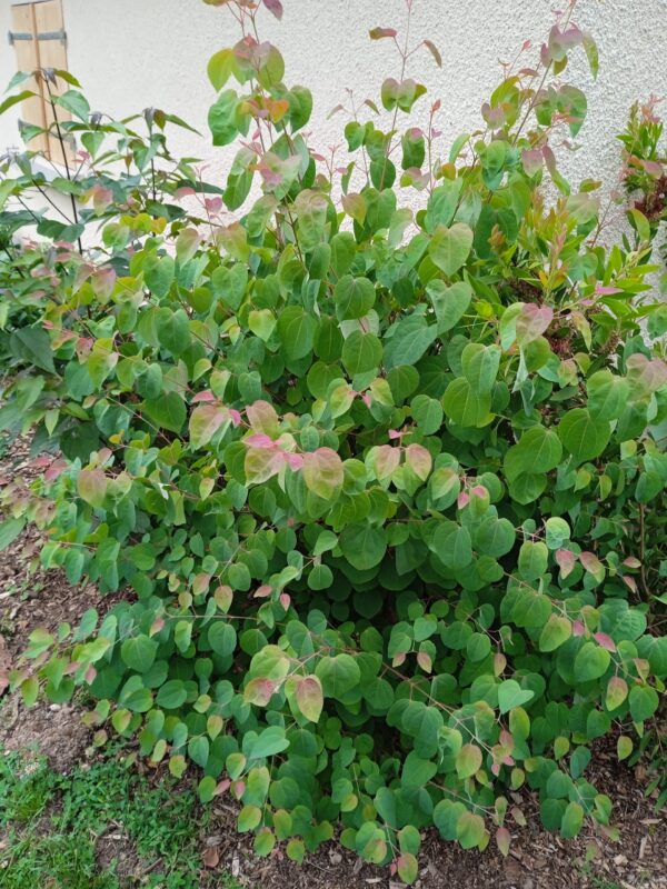 CERCIDIPHYLLUM japonicum (Arbre caramel)