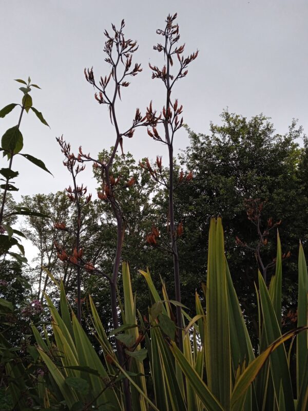 PHORMIUM tenax 'Variegata' (Lin de Nouvelle-Zélande panaché) – Image 5