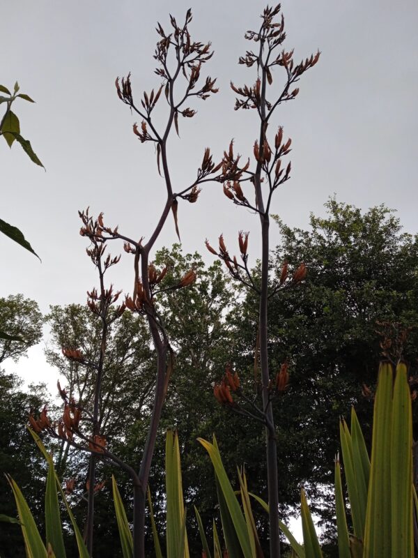PHORMIUM tenax 'Variegata' (Lin de Nouvelle-Zélande panaché) – Image 6