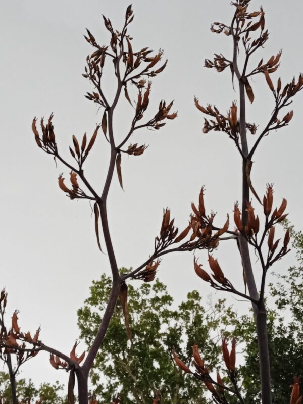 PHORMIUM tenax 'Variegata' (Lin de Nouvelle-Zélande panaché) – Image 7