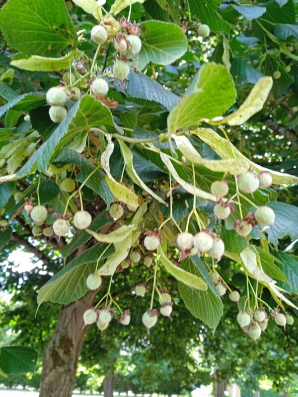 TILIA cordata  (Tilleul des bois) – Image 5