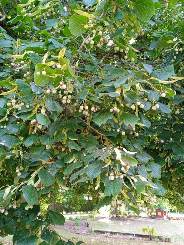 TILIA cordata  (Tilleul des bois) – Image 6