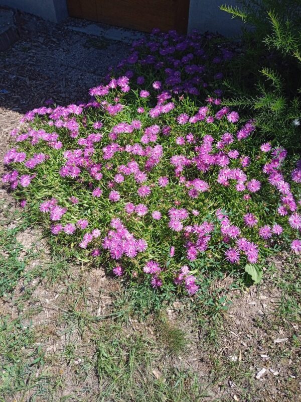 DELOSPERMA cooperi
