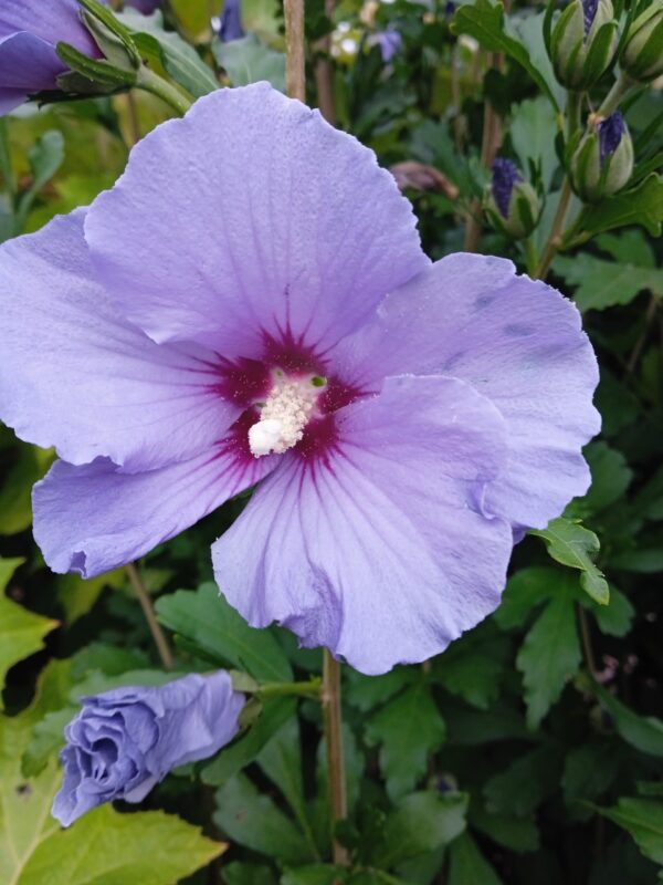 HIBISCUS syriacus  (Althéa Blanc, Bleu, Rouge, Rose, Blanc à coeur rouge) – Image 2