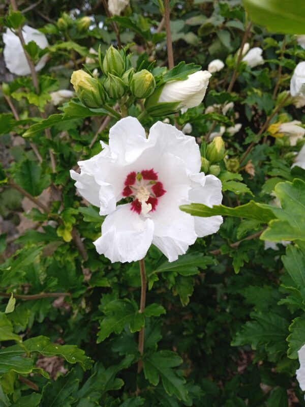 HIBISCUS syriacus  (Althéa Blanc, Bleu, Rouge, Rose, Blanc à coeur rouge) – Image 4