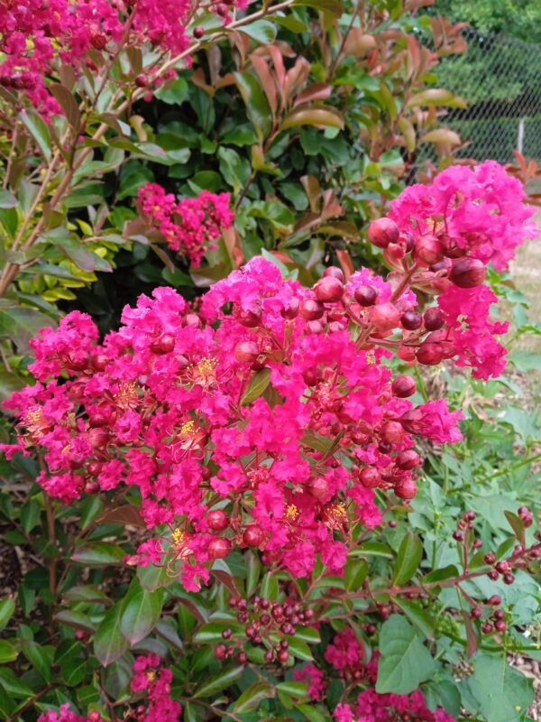 LAGERSTROEMIA  (Lilas des Indes) (Blanc, Rose, Rouge, Violet) – Image 15