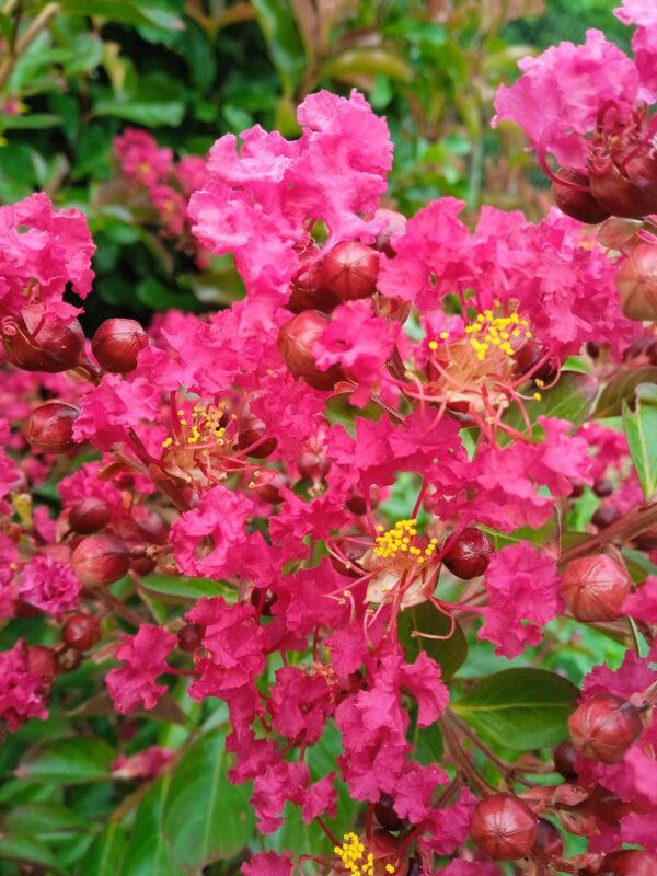LAGERSTROEMIA  (Lilas des Indes) (Blanc, Rose, Rouge, Violet) – Image 14