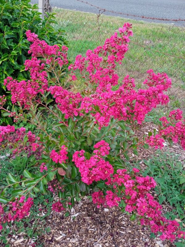 LAGERSTROEMIA  (Lilas des Indes) (Blanc, Rose, Rouge, Violet) – Image 5