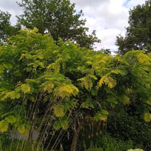 GLEDITSIA triacanthos  'Sunburst' (Févier d'Amérique doré)