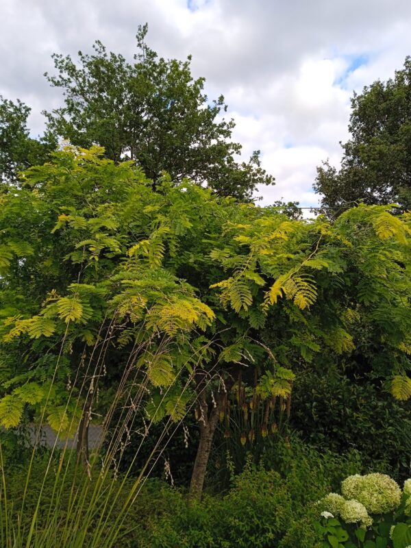 GLEDITSIA triacanthos  'Sunburst' (Févier d'Amérique doré)
