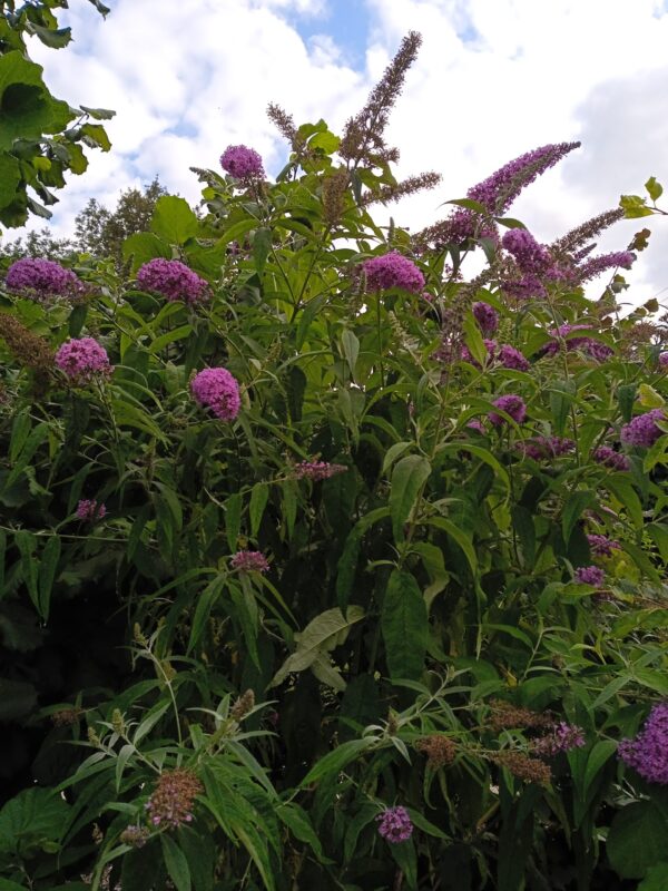 BUDDLEIA davidii (Arbre aux papillons) (Violet, Bleu, Rouge, Rose, Blanc, Jaune) – Image 10