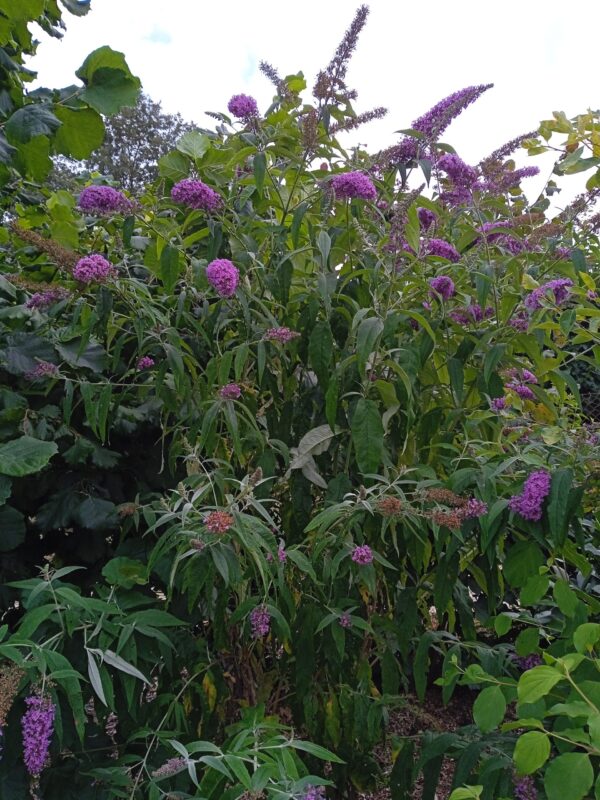 BUDDLEIA davidii (Arbre aux papillons) (Violet, Bleu, Rouge, Rose, Blanc, Jaune) – Image 9