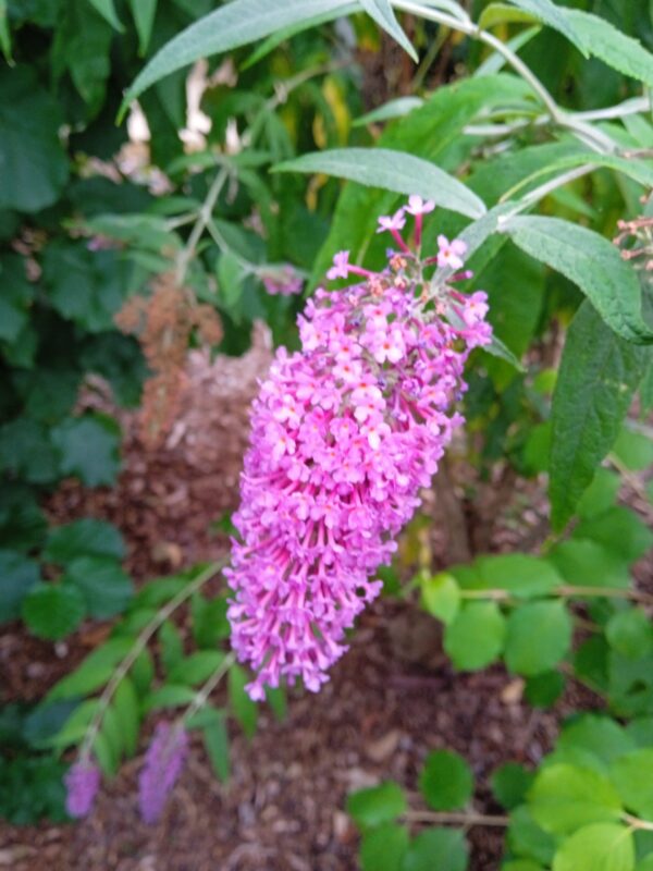BUDDLEIA davidii (Arbre aux papillons) (Violet, Bleu, Rouge, Rose, Blanc, Jaune) – Image 7