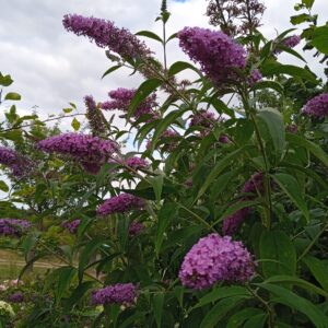 BUDDLEIA davidii (Arbre aux papillons)